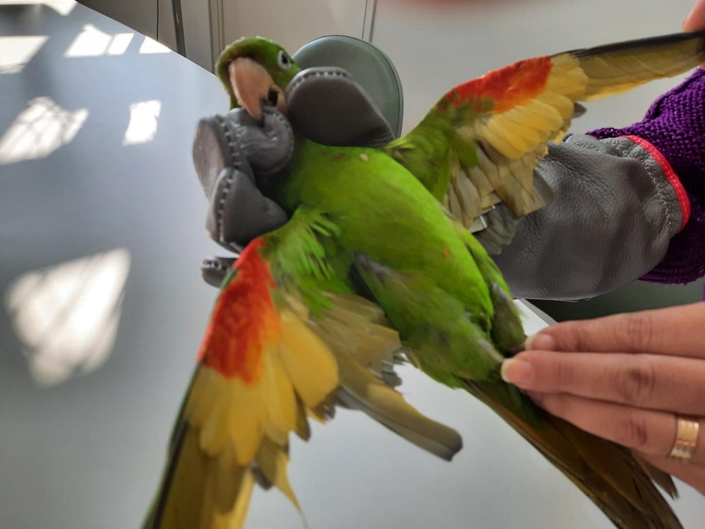 Ave é resgatada com asas cortadas em Santo André