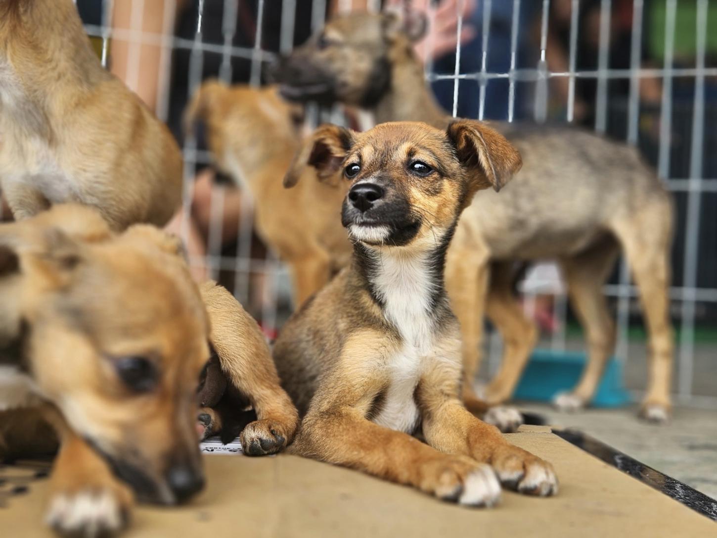 Ribeirão Pires realiza Feira de Adoção de Cães e Gatos neste sábado (25), durante o evento Tigela Cheia no Complexo Ayrton Senna