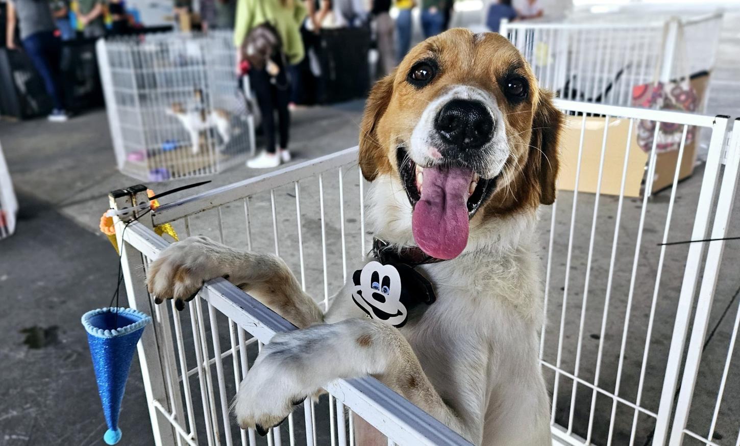 Tigela Cheia recolhe mais 250 quilos de garrafas pet em Ribeirão Pires