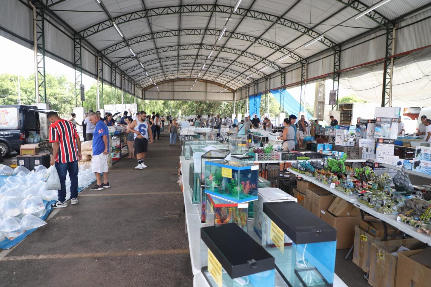 Mercado de peixes ornamentais da Craisa é atrativo para lojistas e criadores às quartas-feiras