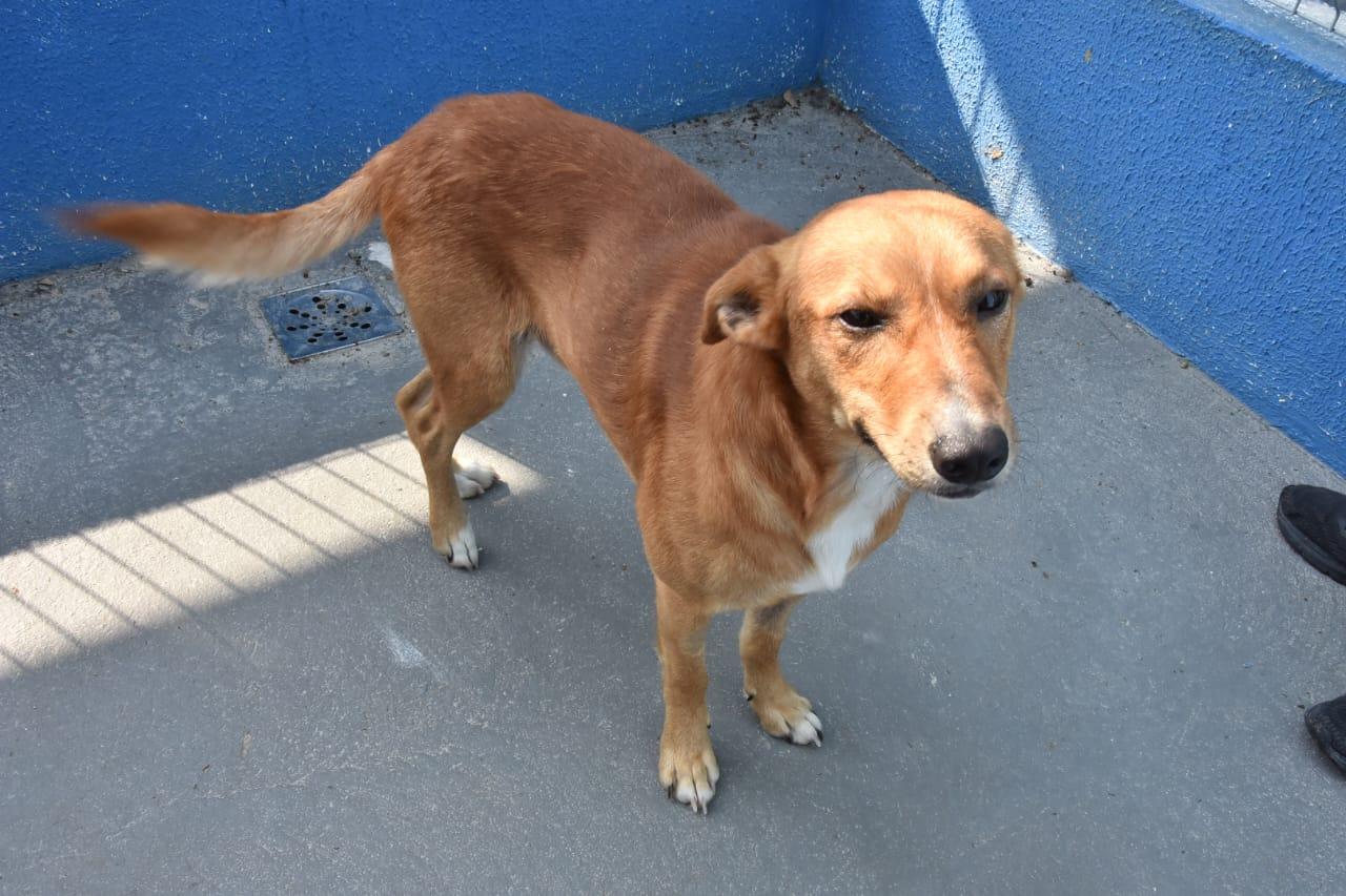 Hospital Veterinário de Santo André realiza 4ª Feira de Adoção de Animais neste sábado