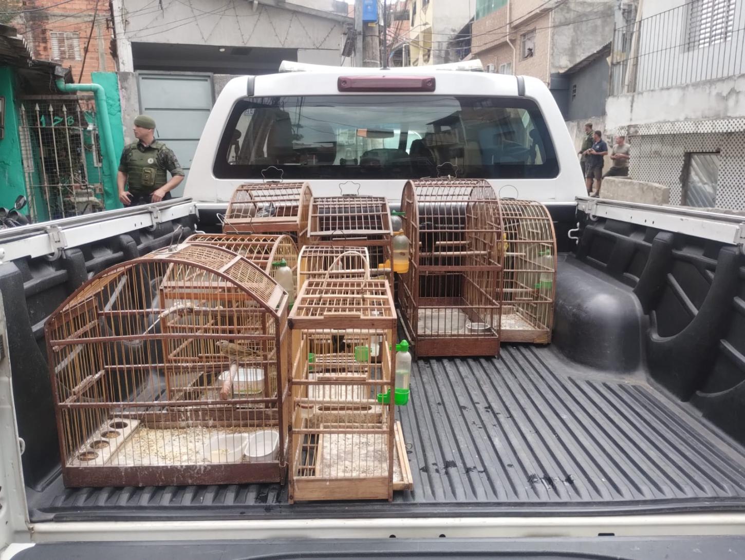 GCM Ambiental resgata pássaros silvestres em cativeiro na Zona Norte de São Paulo