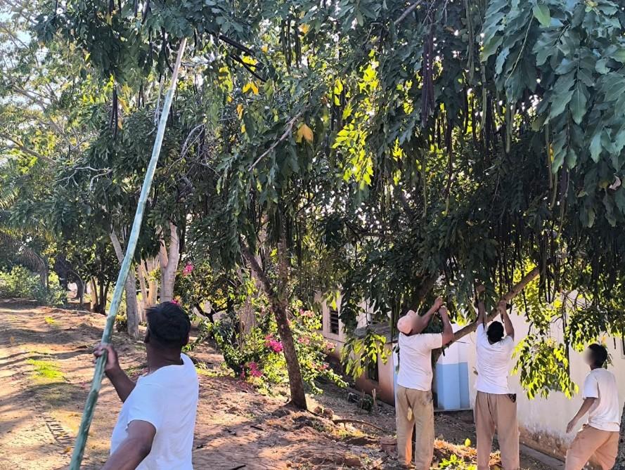 Polícia Penal de SP distribui mudas e sementes nativas na Avenida Paulista e na zona norte da capital