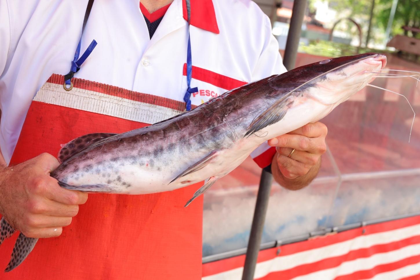 Mauá inicia Campanha do Pescado com sete pontos de venda nesta terça-feira