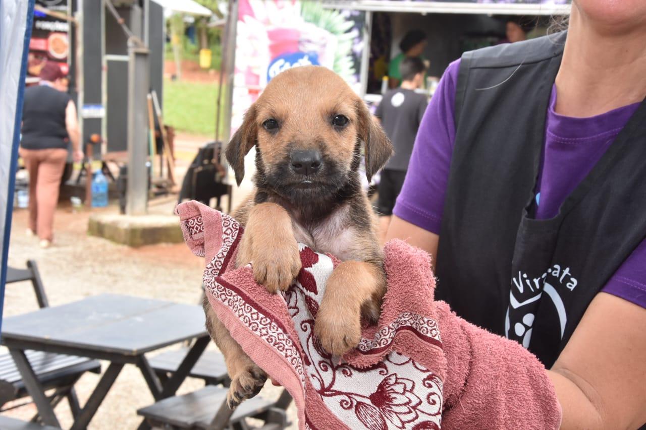 Parque Celso Daniel sedia feira de adoção com mais de 130 animais neste domingo