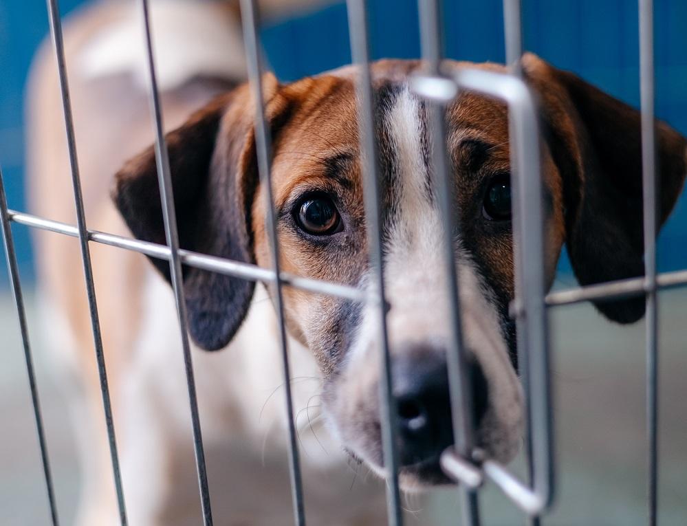 São Bernardo abre inscrições para mutirão gratuito com 400 castrações de cães e gatos