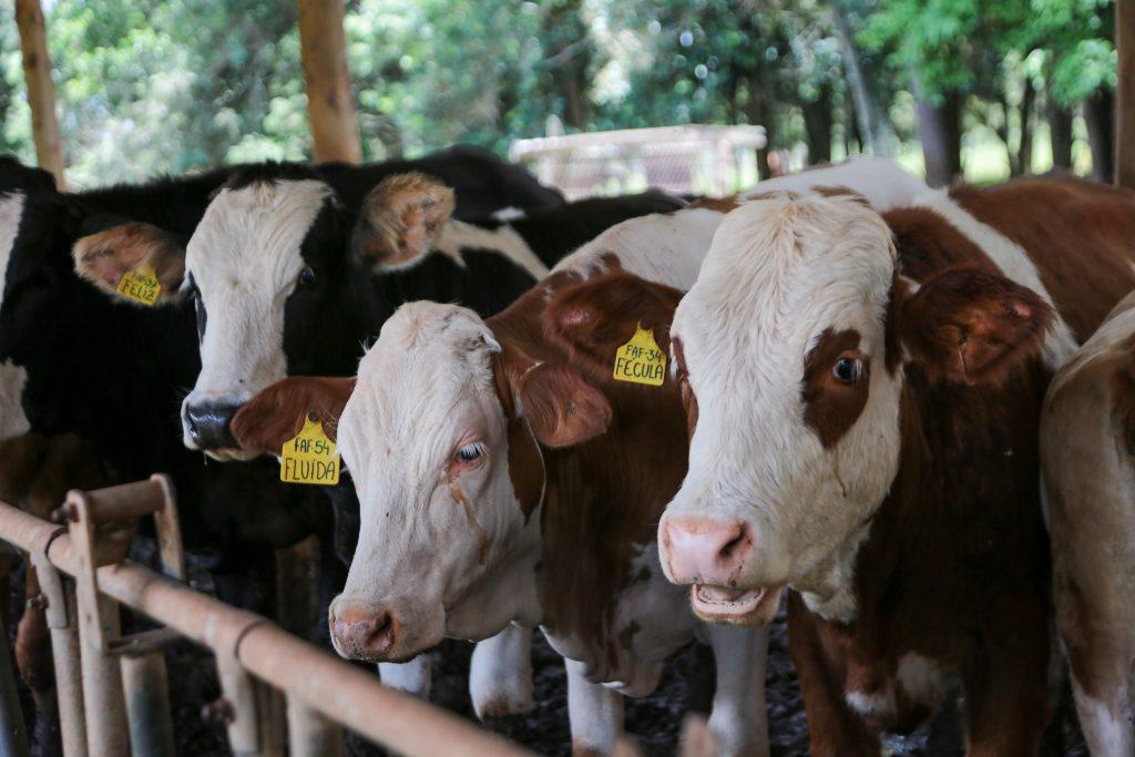 Produtores de São Paulo já podem atualizar rebanhos no sistema da Secretaria de Agricultura