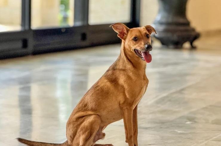 Conheça as leis do Governo de SP que reforçam o bem-estar animal e combatem os maus-tratos