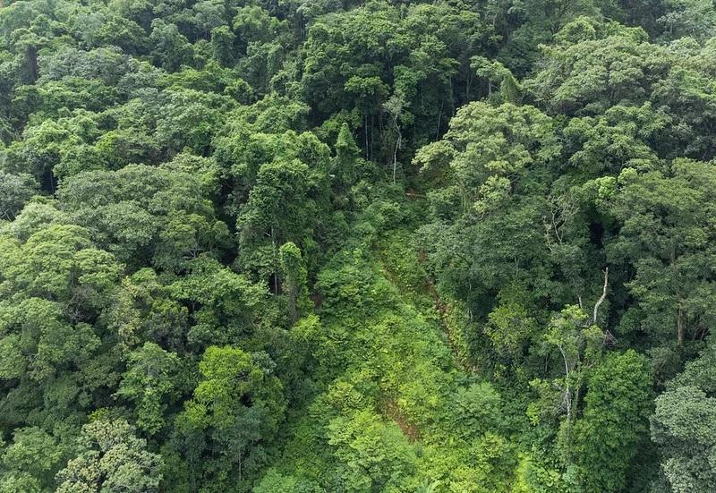 Fundação Florestal de SP encerra inscrições de concurso público para 68 vagas neste domingo