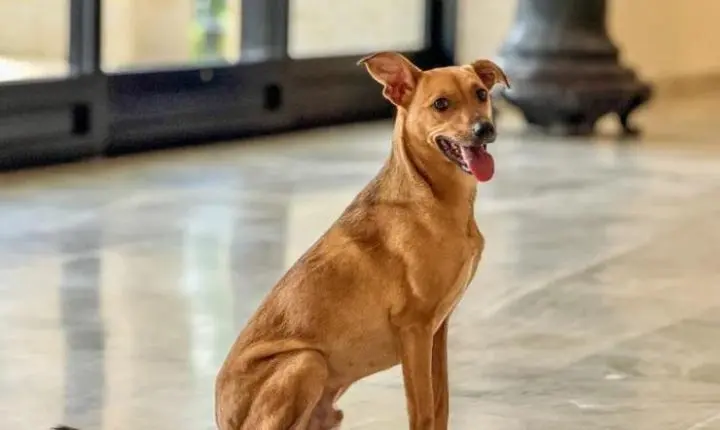 Conheça as leis do Governo de SP que reforçam o bem-estar animal e combatem os maus-tratos