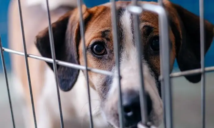 São Bernardo abre inscrições para mutirão gratuito com 400 castrações de cães e gatos